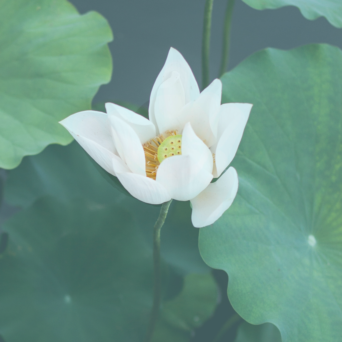 THE INGREDIENTS OF OUR LOTUS FLOWER FRAGRANCE